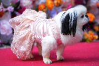 A dog attends the Pet Gala fashion show at AKC Museum of The Dog, Monday, May 20, 2024, in New York. (Photo by Charles Sykes/Invision/AP)