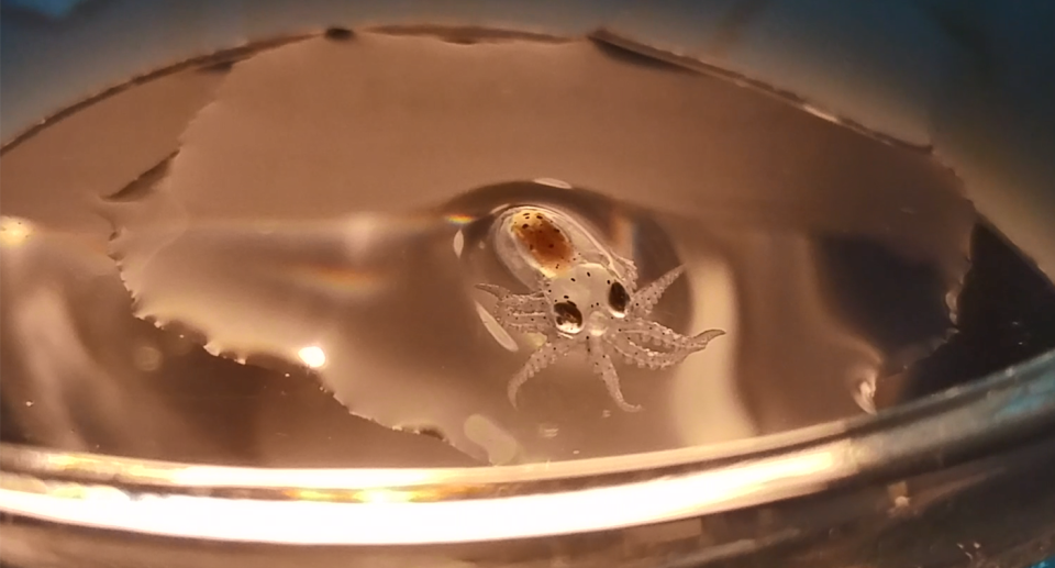 A baby octopus in a petri dish. 