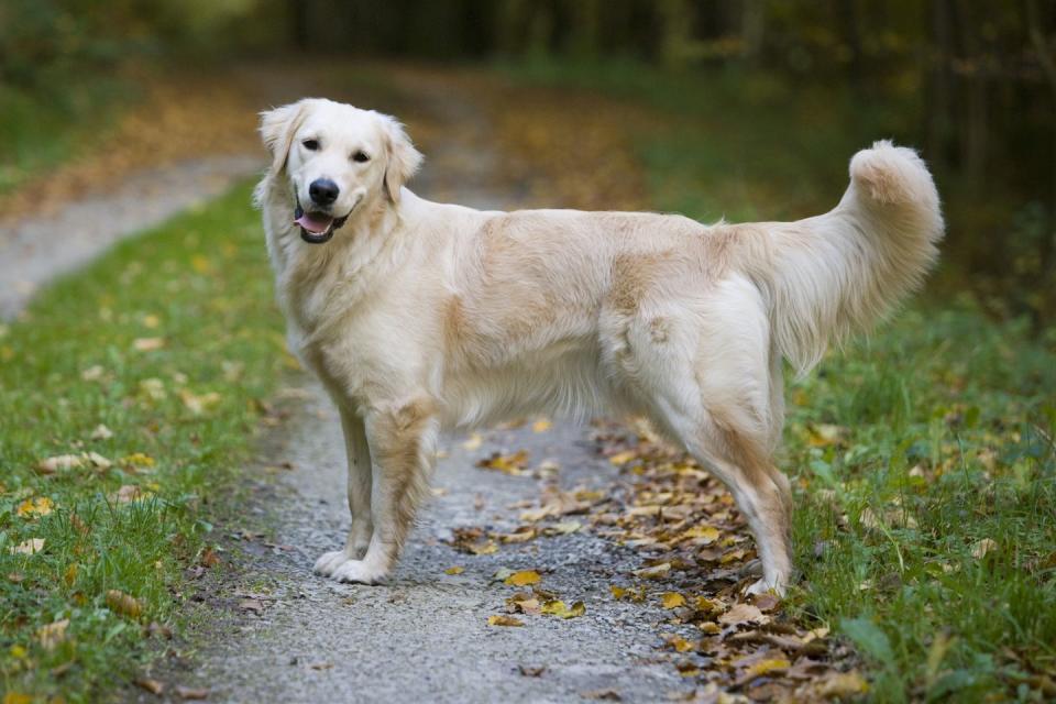 Golden Retriever