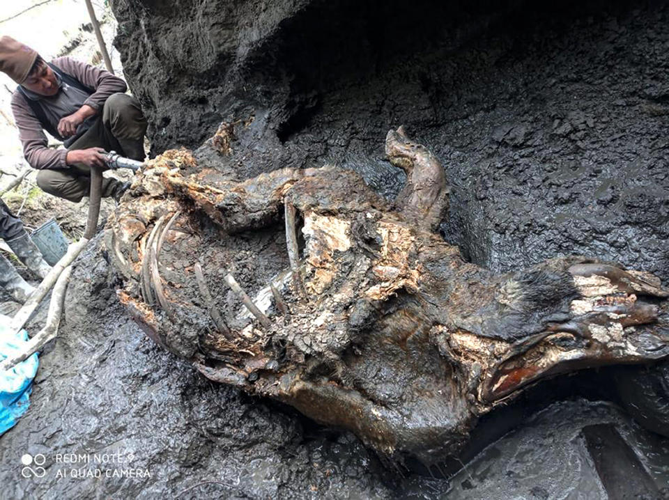 This photo taken in Aug. 2020 shows the carcass of a woolly rhino, taken in Yakutia. The well-preserved carcass with most of its internal organs still intact was released by permafrost in August and scientists hope to transport it to the lab for studies next month. (Valery Plotnikov/Mammoth Fauna Study Department at the Academy of Sciences of Yakutia via AP)