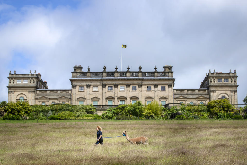 Francesca de Bernart walks Zebedee the Alpaca in the grounds of Harewood House in Yorkshire. The stunning 18th-century house in the heart of the county has launched an Alpaca walking experience. (Photo by Danny Lawson/PA Images via Getty Images)