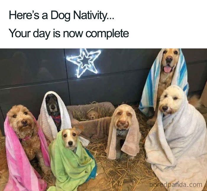 <p>Why was our school Nativity play never this cute?</p>