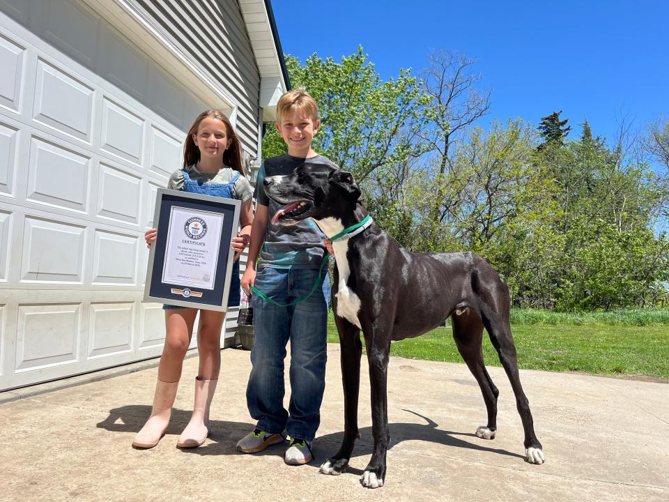 The tallest living male dog is Kevin, who measures 0.97 m (3 ft 2 in), as verified in West Des Moines, Iowa, USA, on March, 20, 2024.