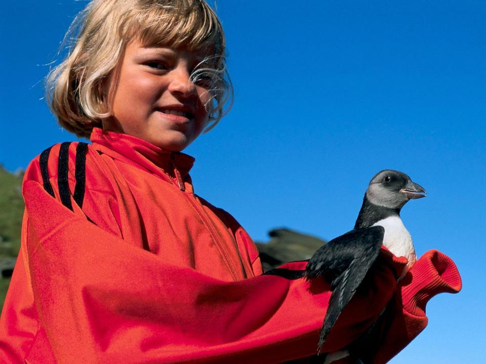 A child holds a puffin that didn’t manage to fly in the right direction out to sea.