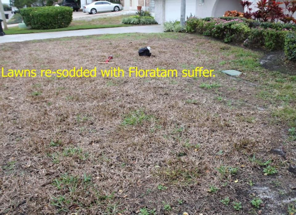 Lawns with lethal viral necrosis should not be replaced with floratam, which will also be infected and die.