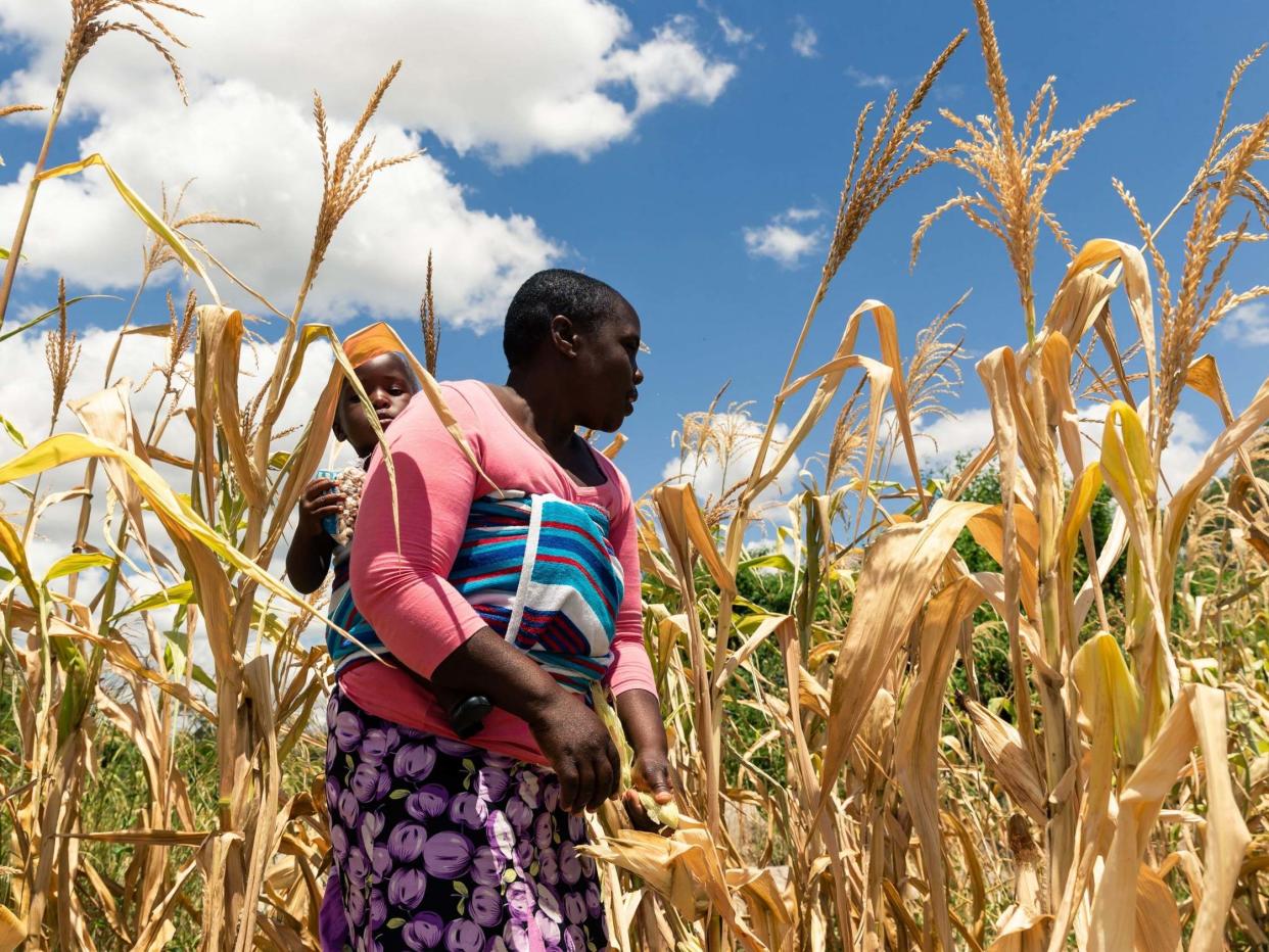 Future Nyamukondiwa inspects a stunted cob in her dry maize field on March 13, 2019, in the Mutoko rural area of Zimbabwe: AFP via Getty