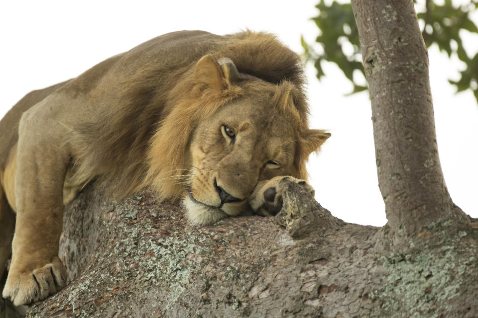 Normally if a cat got stuck up a tree you'd call the fire brigade but you might think twice with these lions, perched precariously on the branches whilst they have an afternoon nap. See National News story NNlions. One male is even draped across two branches, with his legs and tail dangling down, whilst in another the two females wedge themselves almost upright before dozing. The pics were taken by wildlife snapper Vince Burton in the Queen Elizabeth National Park in Uganda. Vince Burton, 46 from North Tuddenham in Norfolk, said: "Lions are not known for their tree climbing abilities, unlike other big cats such as leopards. 