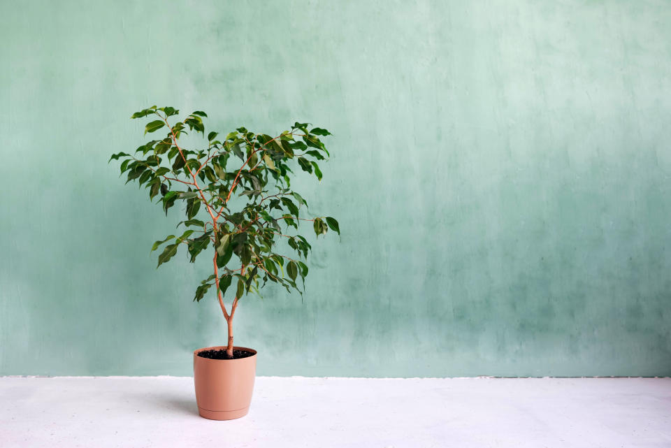 Der Feigenbaum (Ficus benjamina) kann allergische Reaktionen auslösen (Bild: Getty).