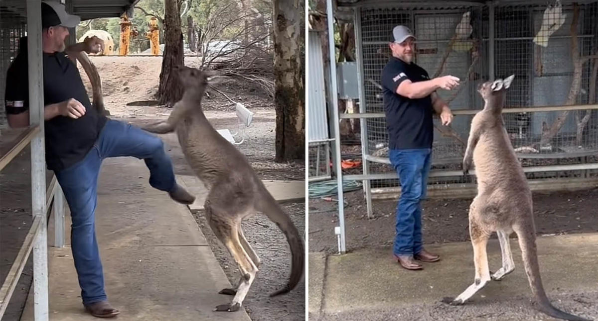 Albino kangaroo hugs a laughing American woman at a Perth wildlife park