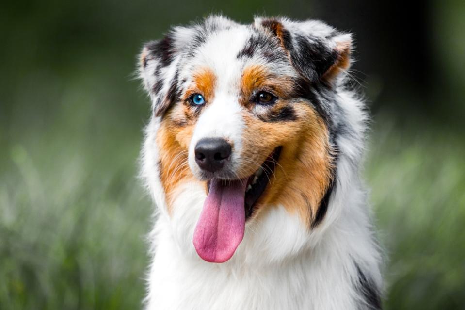 australian shepherd