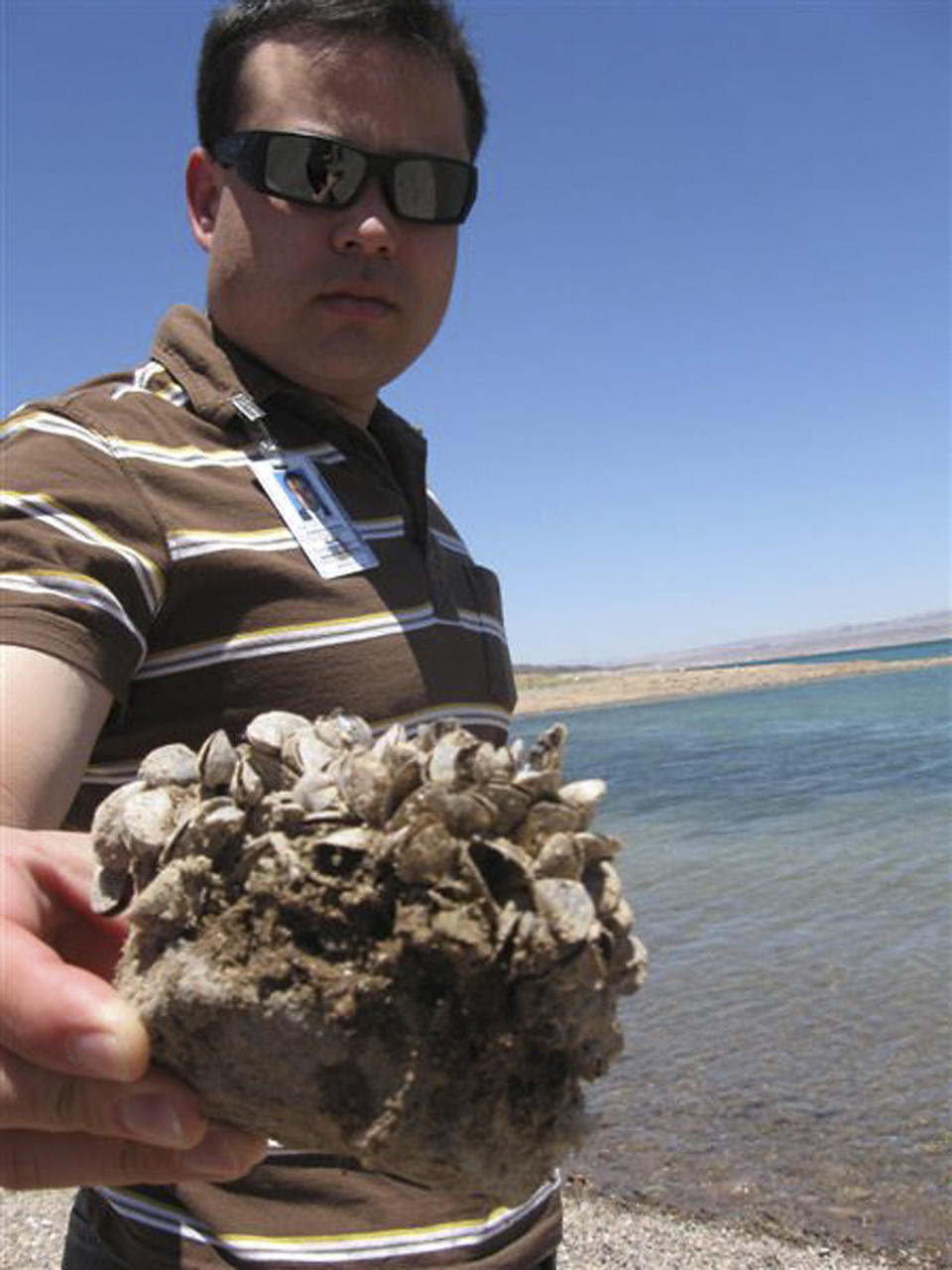 File - In this July 6, 2009 file photo, Andrew Munoz, of the Lake Mead National Recreation Area, holds up a rock covered with the invasive quagga mussels at Lake Mead National Recreation Area, Nev. A regional power planning group from Idaho, Oregon, Washington and Montana is pursuing $2 million from the federal government to help fend off the menace of invasive mussels that have clogged Colorado River reservoirs since 2007. These states and others say they're frustrated by the number of boats that continue to come from Lake Mead in Nevada and Arizona over their borders infested with quagga and zebra mussels. (AP Photo/Felicia Fonseca, File)