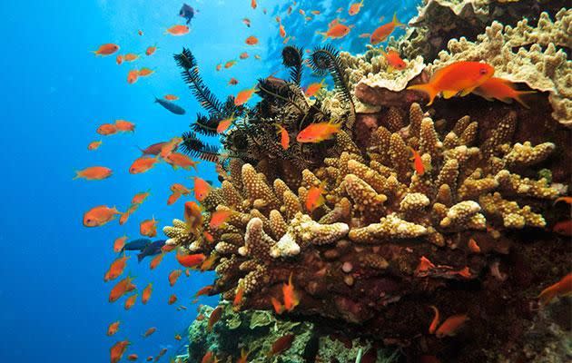 Coral and fish at the Great Barrier Reef. Photo: Getty