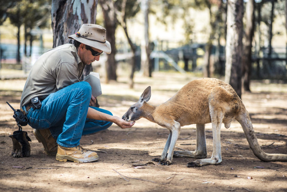 A kneeling man hand-feeds a kangaroo