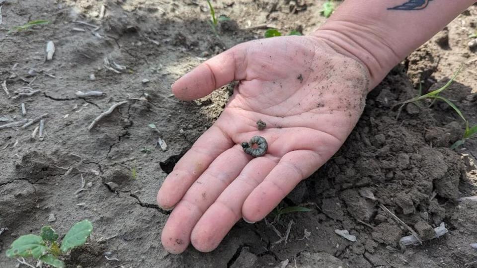 Cutworms are moth larvae that feed at night and hide in the soil during the day. 