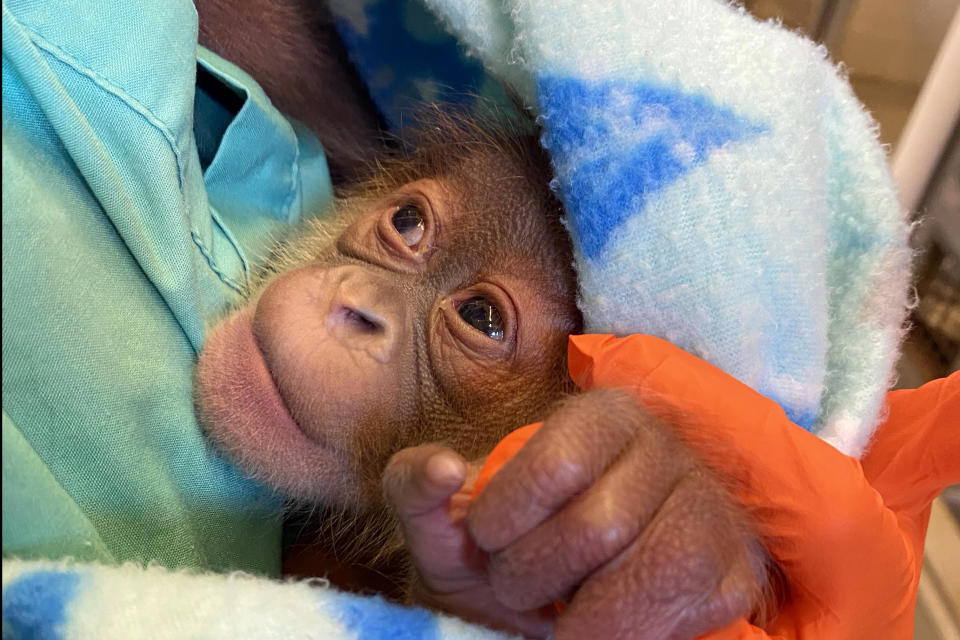 In this undated photo provided by the Audubon Zoo in New Orleans, an endangered Sumatran orangutan infant, who was born on Dec. 24, 2021, is held in New Orleans. The infant is being bottle-fed because his mother wasn't producing enough milk. (Audubon Zoo via AP)