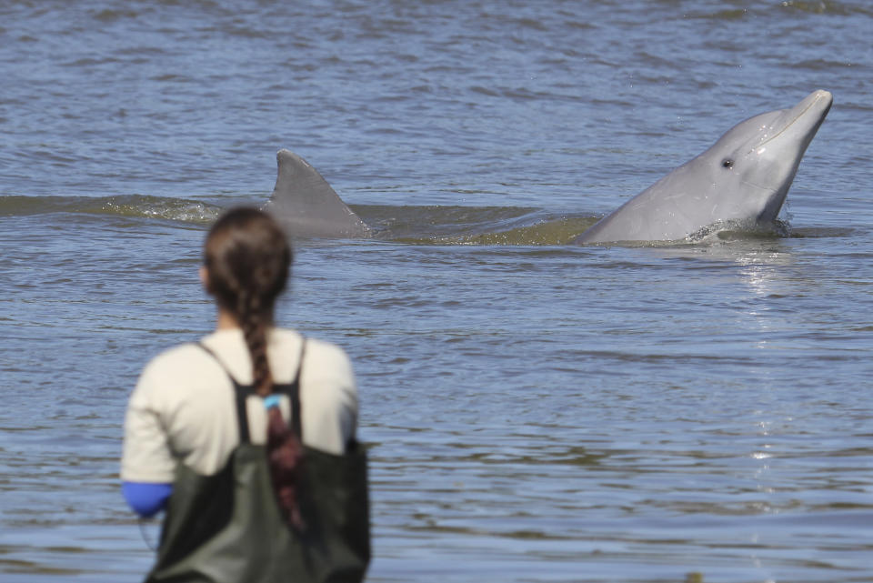 In this 2013 photo provided by Oregon State University, in Laguna, at Praia da Tesoura, researchers have the opportunity to collect data where the dolphin-fishermen interaction takes place. In the seaside city of Laguna, Brazil, scientists have, for the first time, used drones, underwater sound recordings and other tools to document how people and dolphins coordinate actions and benefit from each other’s labor. The research was published Monday, Jan. 30, 2023, in the Proceedings of the National Academy of Sciences. (Dr. Carolina Bezamat/Universidade Federal de Santa Catarina via AP)