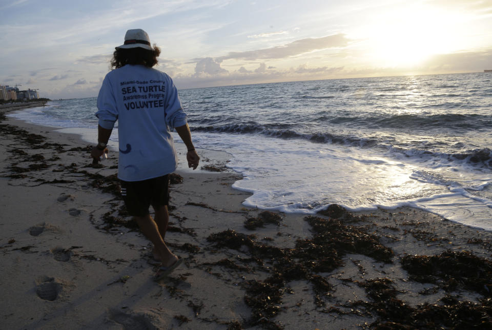 In this photo taken Tuesday, July 9, 2013, Carlos Alberto, a volunteer with the Miami-Dade County Sea Turtle Awareness Program, walks on the beach in Miami Beach, Fla. Sea turtles are protected by the Federal Endangered Species Act. Nesting season on Florida's Atlantic coast runs from March through October. (AP Photo/Lynne Sladky)