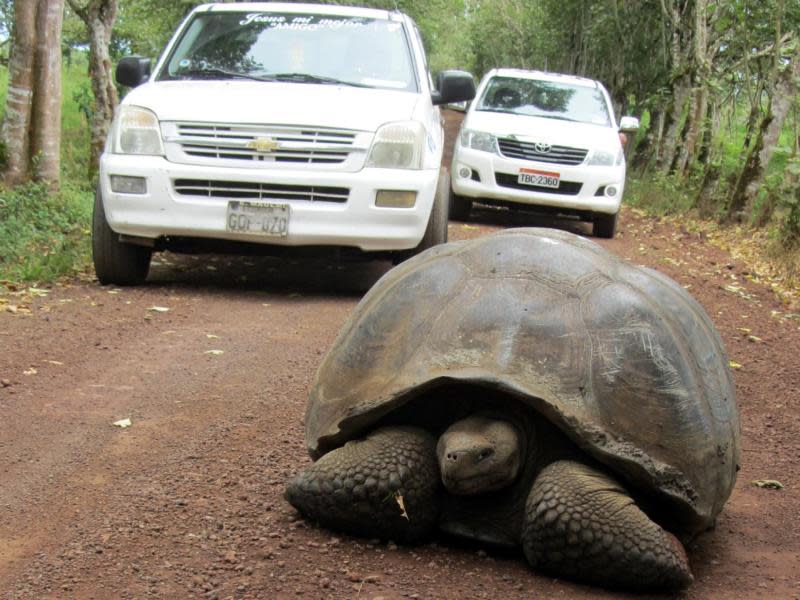 Eine Riesenschildkröte hat es sich mitten auf der Straße gemütlich gemacht. Die Geländewagen müssen warten. Foto: Bernd Kubisch