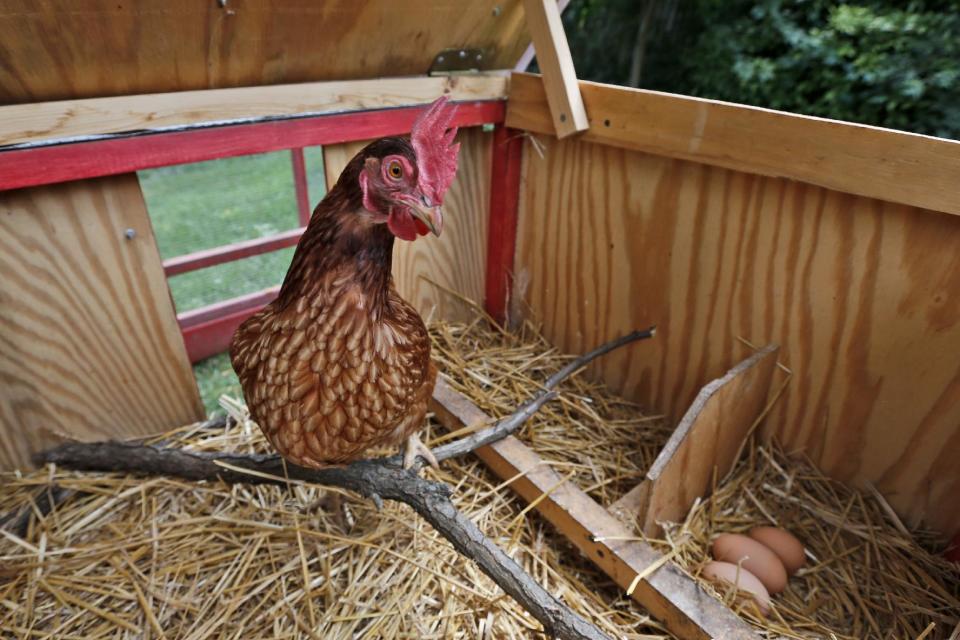 In this Sunday, Aug. 11, 2013 photo, a chicken stands by three eggs in a portable chicken coop owned by Sandy Schmidt, in Silver Spring, Md. "Eat local" is the foodie mantra, and nothing is more local than an egg from your own backyard. More and more urban and suburban dwellers are deciding to put up a coop and try chicken farming. (AP Photo/Charles Dharapak)