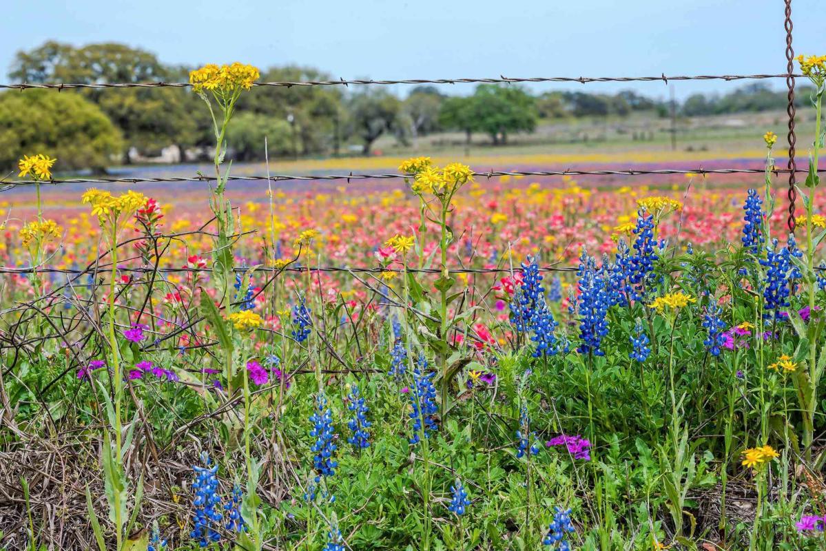 This State Is One of the Best in the U.S. for a Spring Road Trip — With  800,000 Miles of Wildflower-lined Highways