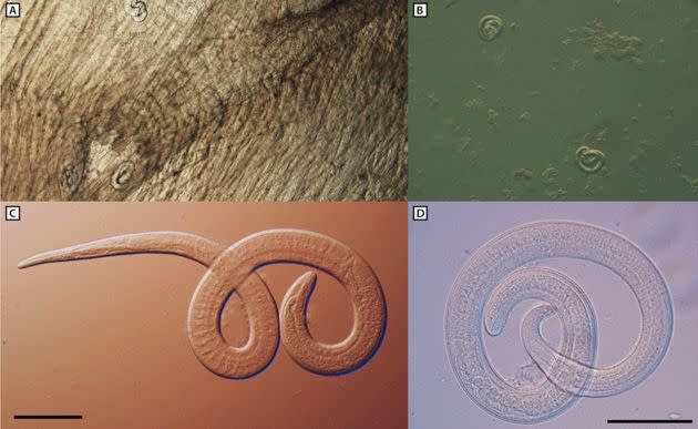 Larvae are seen encapsulated in meat from a black bear in Photo A. Larvae are shown in artificially digested bear meat in Photo B. Larvae that can move and were found in black bear meat suspected as the source of the 2022 outbreak are seen in the photos marked C and D.