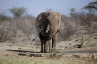 Elephant drinking water in a dry well in Samburu County, Samburu National Reserve, Kenya on Oct. 13, 2022. In Kenya’s sweltering northern Samburu county, a destructive drought exacerbated by climate change is wreaking havoc on people and wildlife. Conservation charities say they are doing what they can as natural resources dry up. (AP Photo/Brian Inganga)