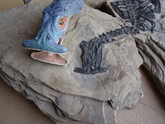 A model of <i>Atopodentatus unicus</i> next to its fossil remains. Notice the two rows of teeth on the bottom jaw.