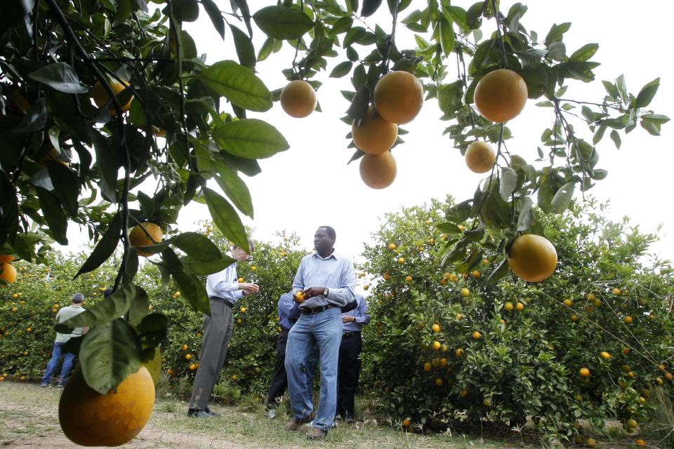 File - In this Jan. 24, 2012 file photo, Mamoudou Setamou, center, a citrus entomologist for the Texas A&M University Kingsville Citrus Center in Weslaco, walks through the grove where citrus greening disease has been found  in San Juan, Texas. The California Department of Food and Agriculture announced Friday that citrus greening, also known as huanglongbing, has been discovered in lemon/pummelo tree in a residential neighborhood of Los Angeles County. The bacterial disease is carried by the Asian citrus psyllid and attacks the vascular system of trees. (AP Photo/The Monitor, Nathan Lambrecht, File)
