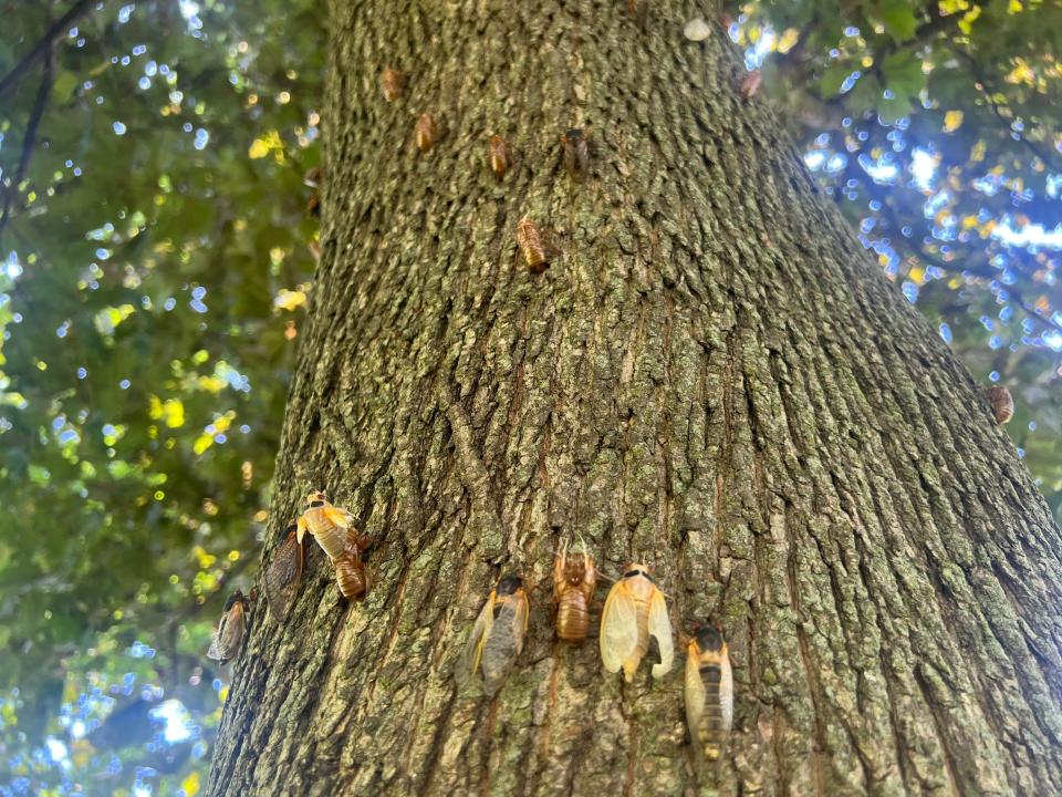 Millions of cicadas are blanketing Lake Geneva. Here's what they look