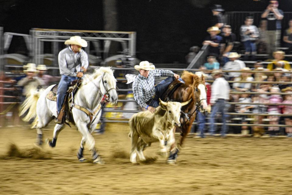 Horse riders chase a small steer at a rodeo