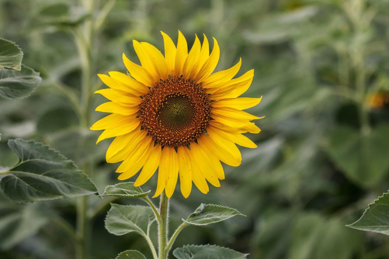 sunflower natural background sunflower blooming close up of sunflower