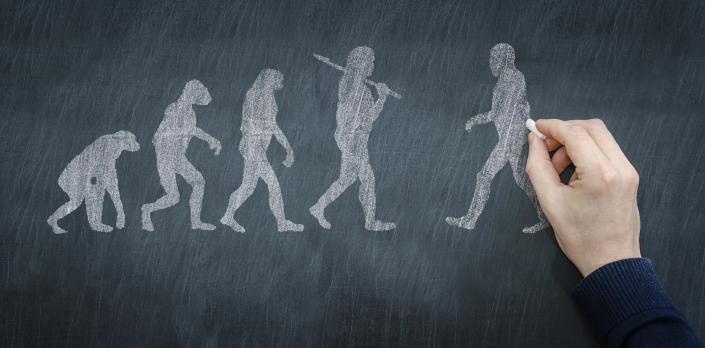 Chalkboard illustration of progression of evolution