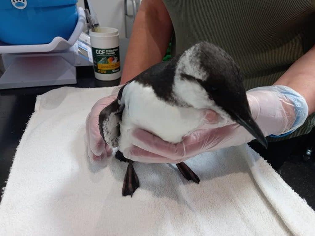 A surviving guillemot at New Arc wildlife rescue centre  (Keith Marley)