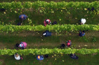 <p>Pinot Noir grapes are harvested on the Cottonworth vineyard in Hampshire as the harvest season gets underway. (Andrew Matthews/PA Wire)</p>