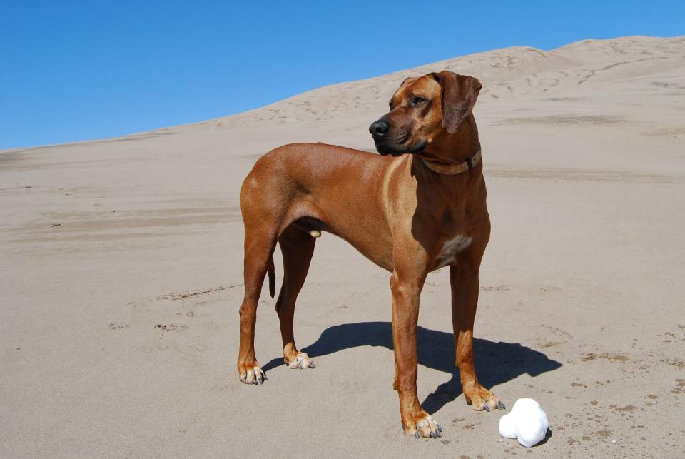 <p>These dogs are skilled hunters and are known to be powerful athletes as they have both a muscular build and speed. But don't let them fool you: <a href="https://www.hillspet.com/dog-care/dog-breeds/rhodesian-ridgeback" rel="nofollow noopener" target="_blank" data-ylk="slk:they tend to have a gentle temperament;elm:context_link;itc:0;sec:content-canvas" class="link ">they tend to have a gentle temperament</a>. </p>