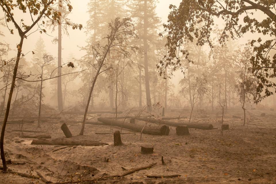 Flames from the Beachie Creek Fire burned through Fishermen's Bend Recreation Site east of Salem, Oregon. The wildfire caused the evacuation of 40,000 residents.