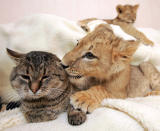 A lion cub caresses a domestic cat as another lion rests in a private house in Kharkov