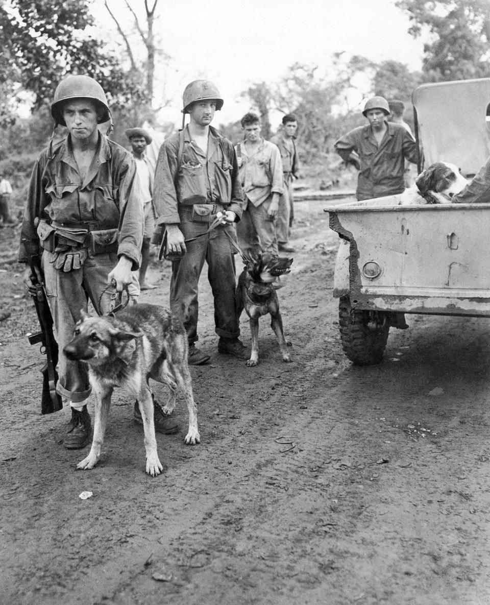Pfc. Robert Gross, left, of Detroit, holds Robin, a war dog whose place of enlistment was Boston. They are on the Burma front, Oct. 3, 1944, where the dogs are used to detect the presence of snipers in the jungles.