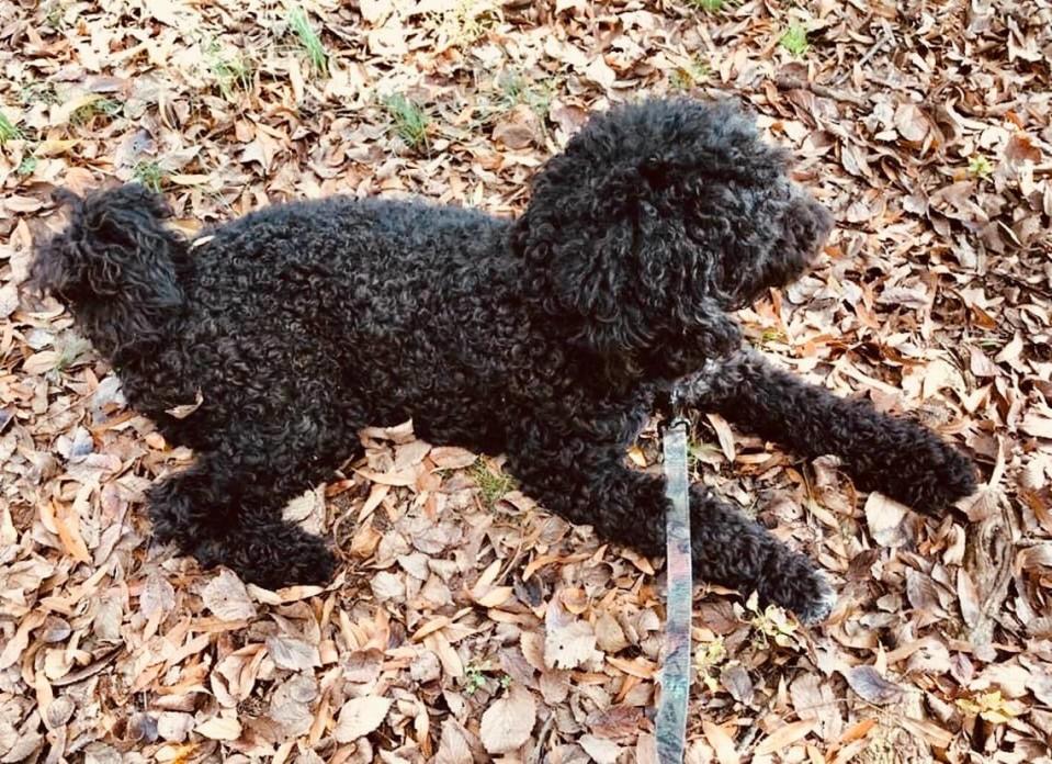 Tori, a standard poodle, was adopted by Keith Foster around the time of his 27th birthday in March.