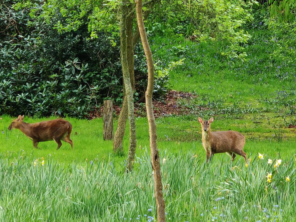 Deer in a green field