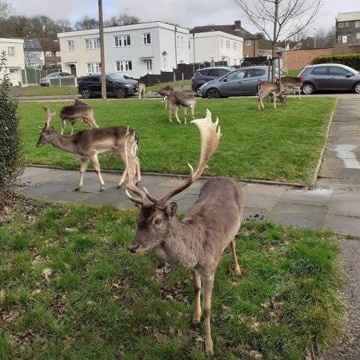 Deer wandering around in Romford - TWITTER.COM/BILLYBRAGG