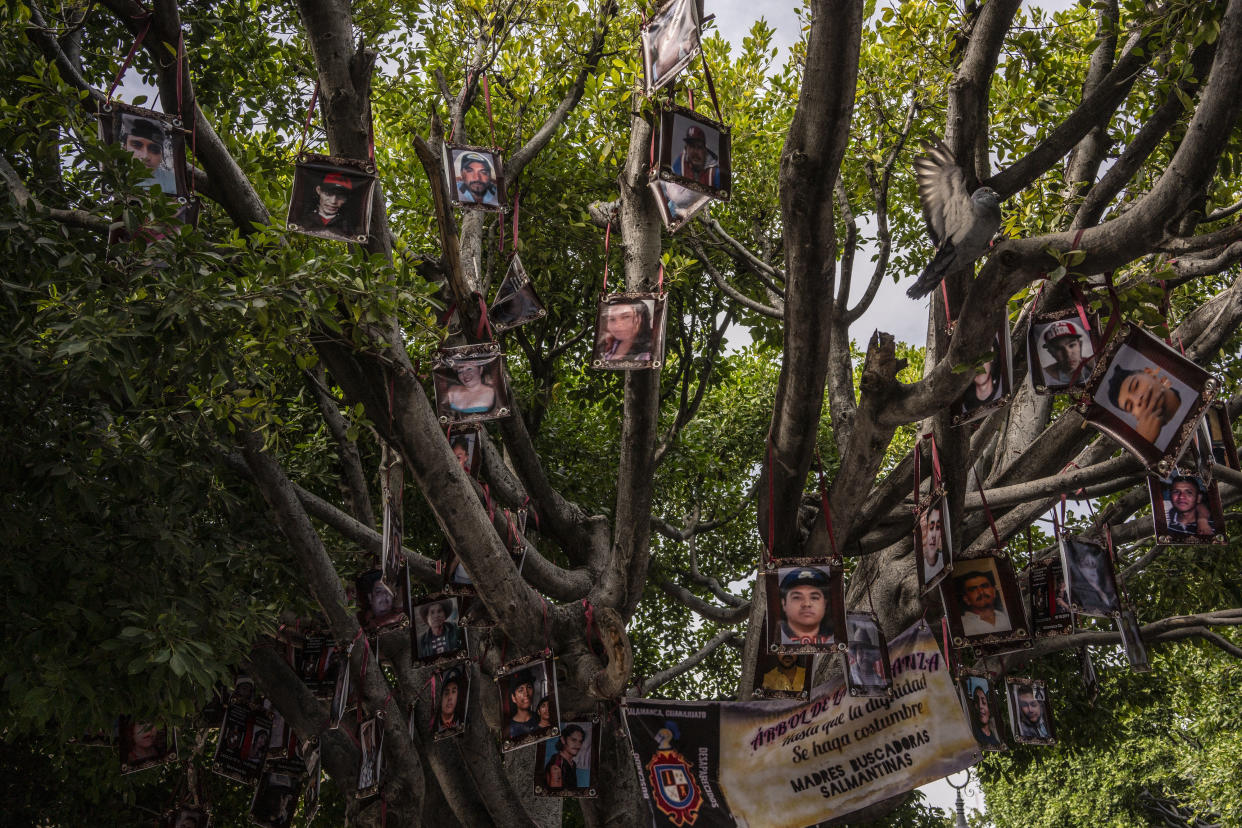 El Árbol de la Esperanza en Salamanca, México, donde familiares de personas desaparecidas exhiben fotos de sus seres queridos. (César Rodríguez/The New York Times)
