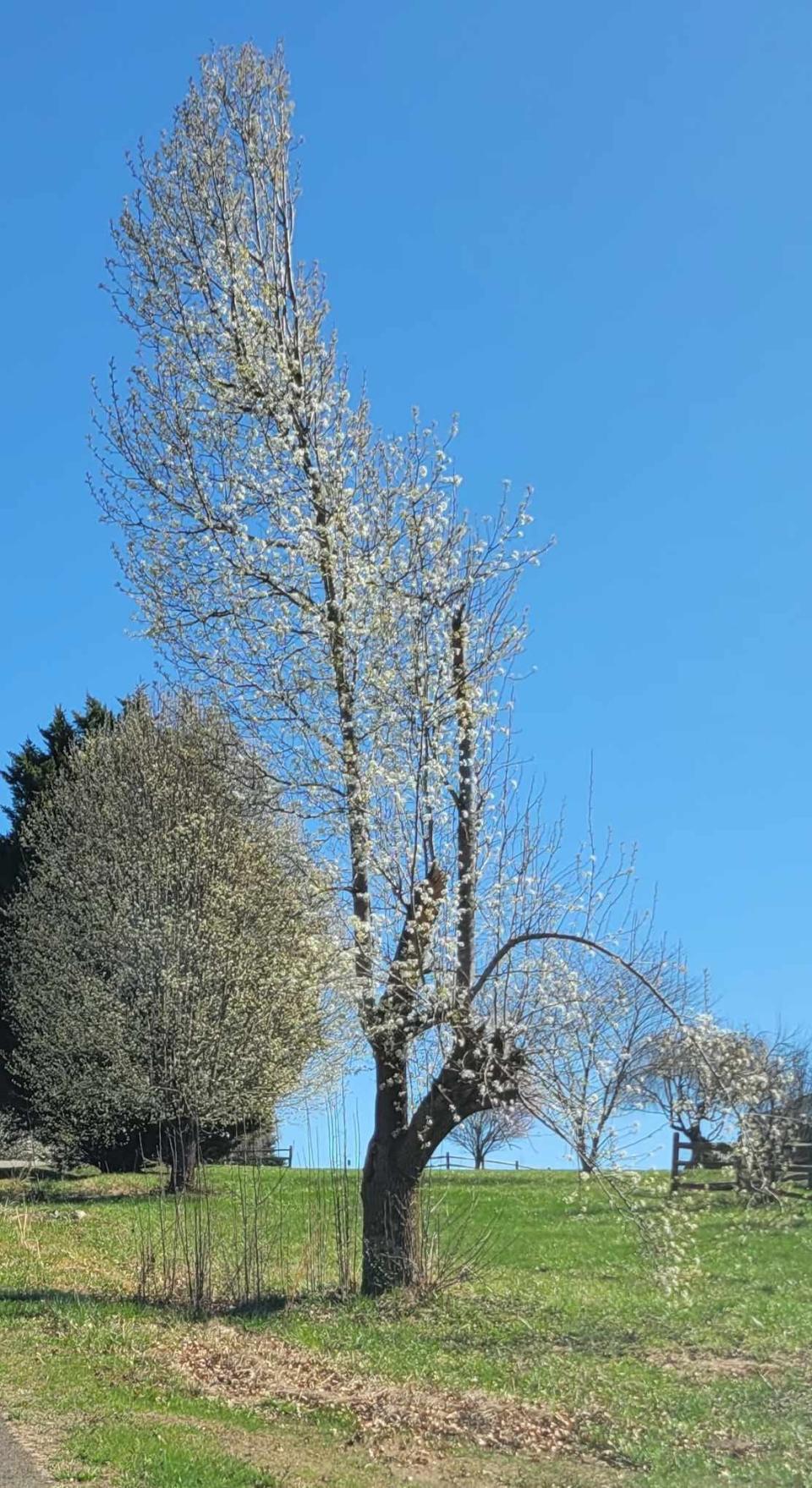 Bradford pears are now considered an invasive species. Henderson County residents can now remove up to five of these trees on their property and get free replacement trees, thanks to a program the Hendersonville Tree Board is participating in.