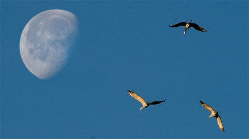 Sandhill cranes fly past the moon as they glide into the Wheeler National Wildlife Refuge in Decatur, Ala., in 2015.