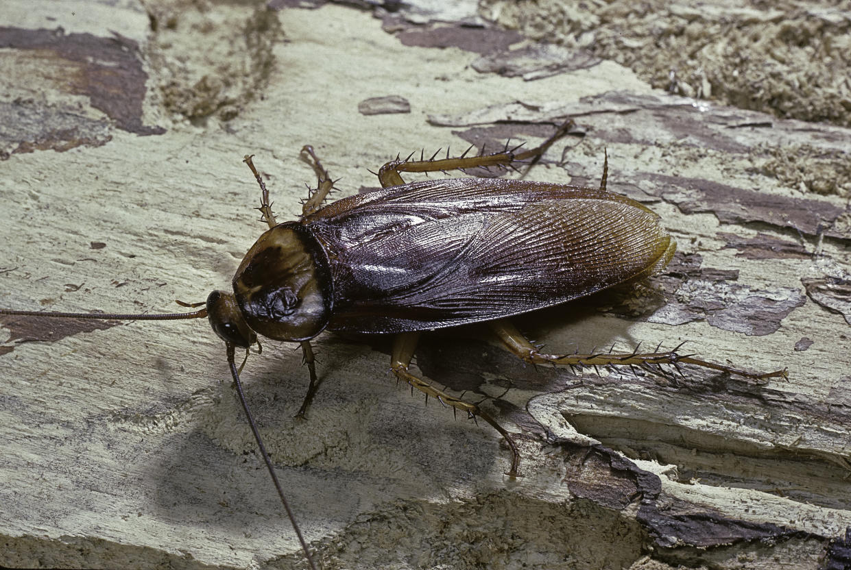 Du bon usage de la bombe insecticide (image d'illustration : Getty Images)