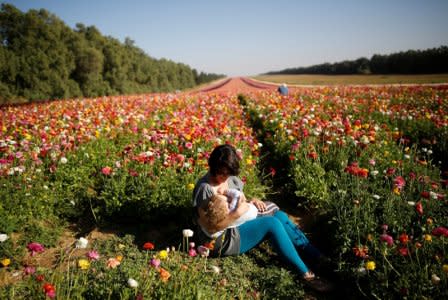 FILE PHOTO: An Israeli woman breastfeeds her baby in a buttercup field near Kibbutz Nir Yitzhak in southern Israel, just outside the Gaza Strip April 18, 2016. REUTERS/Amir Cohen