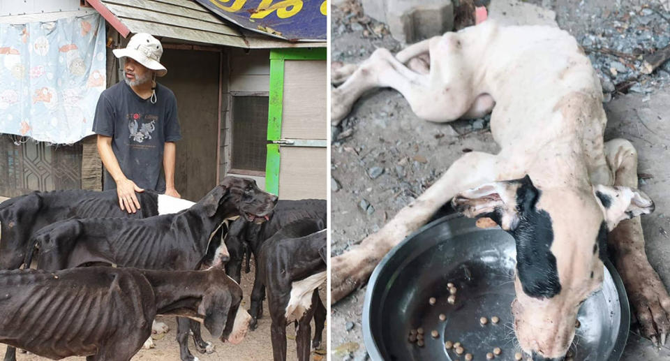 Photos show group of boney Great Danes that were abandoned on old breeding farm in Thailand.