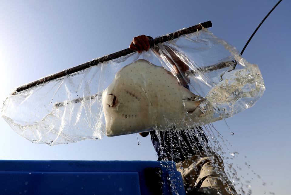 A stingray is being transferred out of a water tank as part of a conservation project by the Atlantis Hotel, at the The Jebel Ali Wildlife Sanctuary, in Dubai, United Arab Emirates, Thursday, April 22, 2021. A team of conservationists are releasing baby sharks bred in aquariums into the open sea in an effort to contribute to the conservation of native marine species in the Persian Gulf. (AP Photo/Kamran Jebreili)