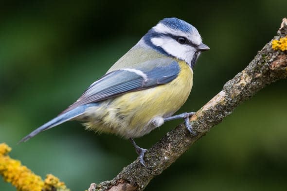 Is this Britain's national bird?