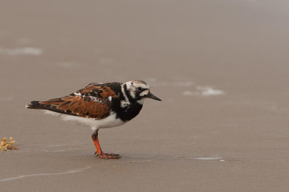 A ruddy turnstone with adult breeding plumage strolls the beach at Assateague Island National Seashore, off the coast of the Maryland-Virginia border.